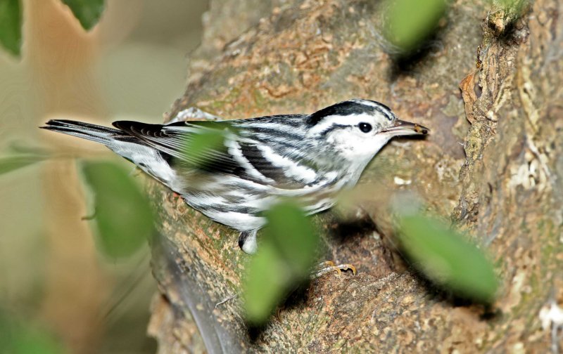 Black-and-white Warbler_1660.jpg