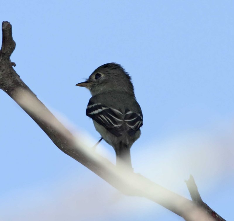 Least Flycatcher_1647.jpg