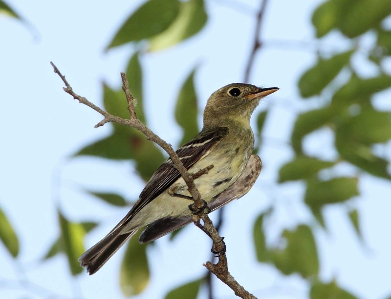 Yellow-bellied Flycatcher_1698.jpg