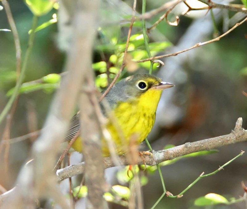 Canada Warbler_1718.jpg