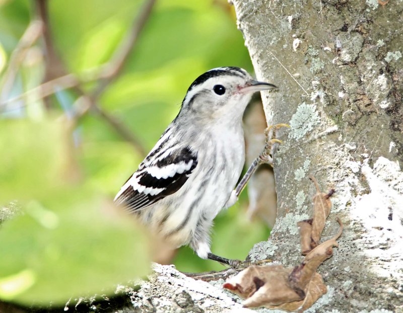 Black-and-white Warbler_1751.jpg