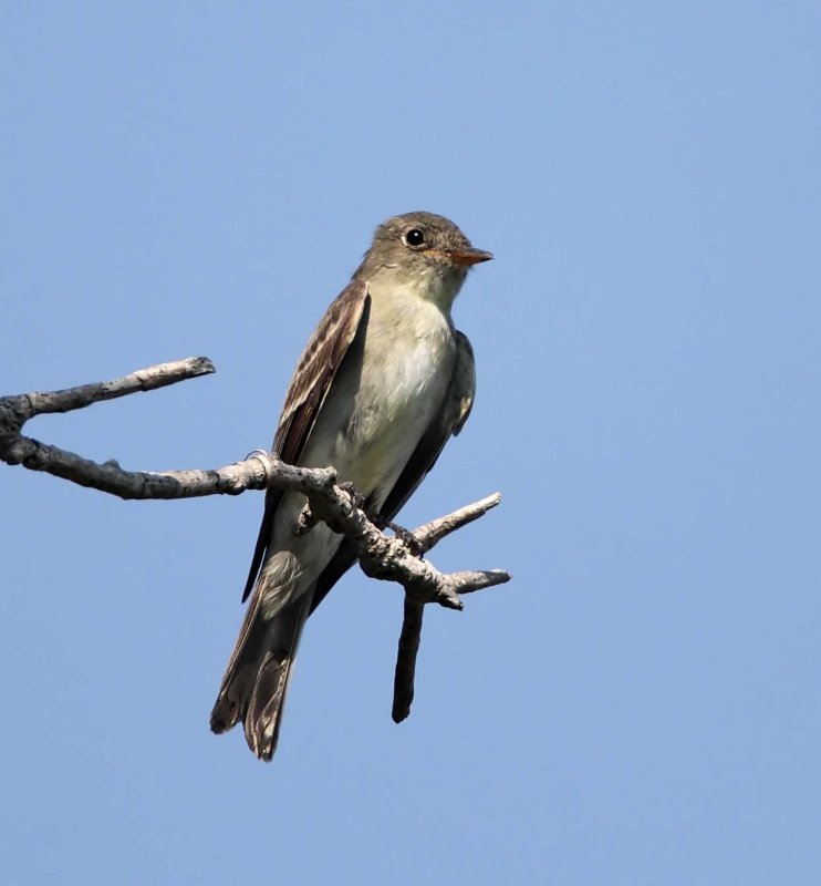 Flycatcher_1740.jpg