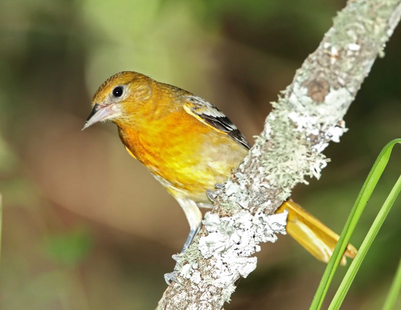 Baltimore Oriole _1849.jpg