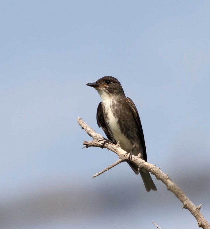 Olive-sided Flycatcher_2000.jpg