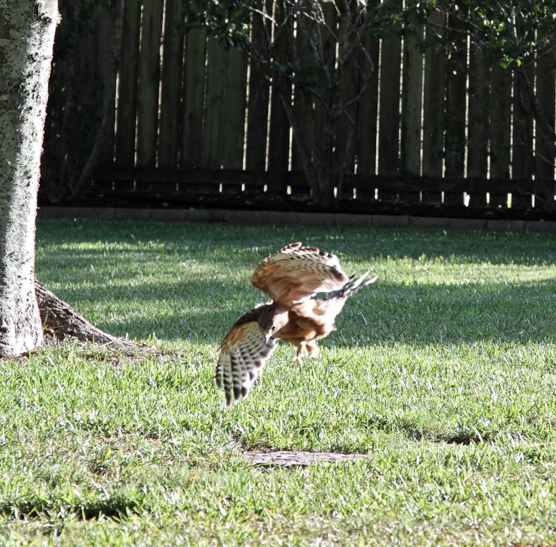 Red-shouldered Hawk_1562.jpg