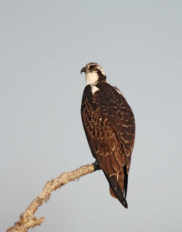 Osprey_2248.jpg