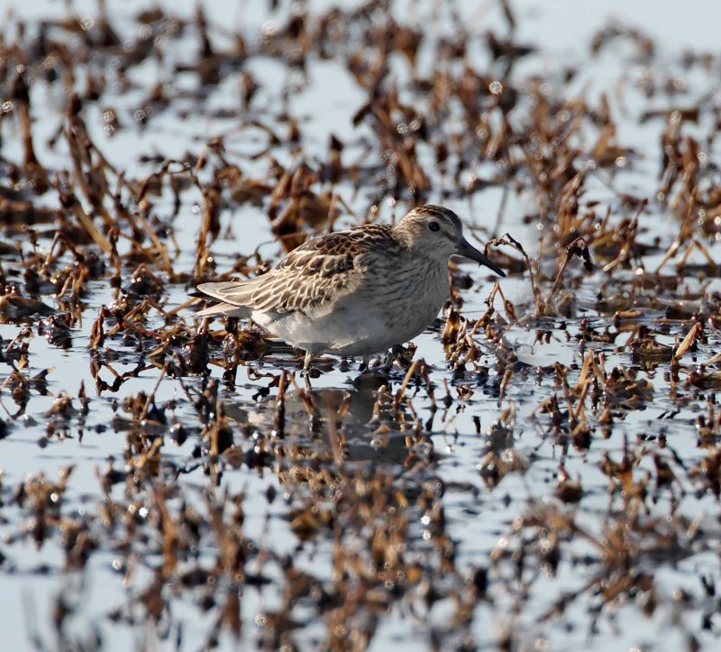 Pectoral Sandpiper_2521.jpg