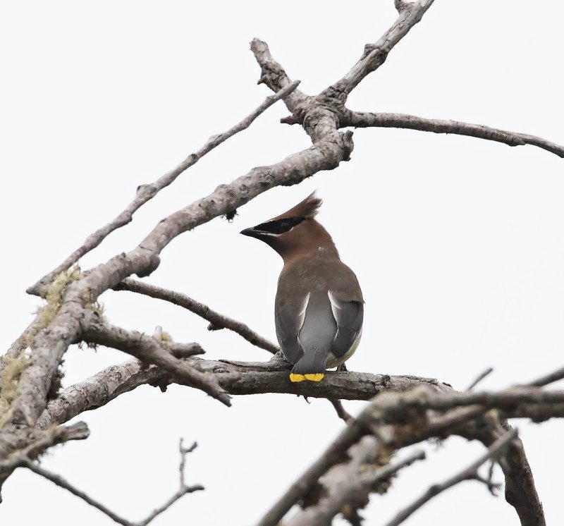 Cedar Waxwing_3002.jpg