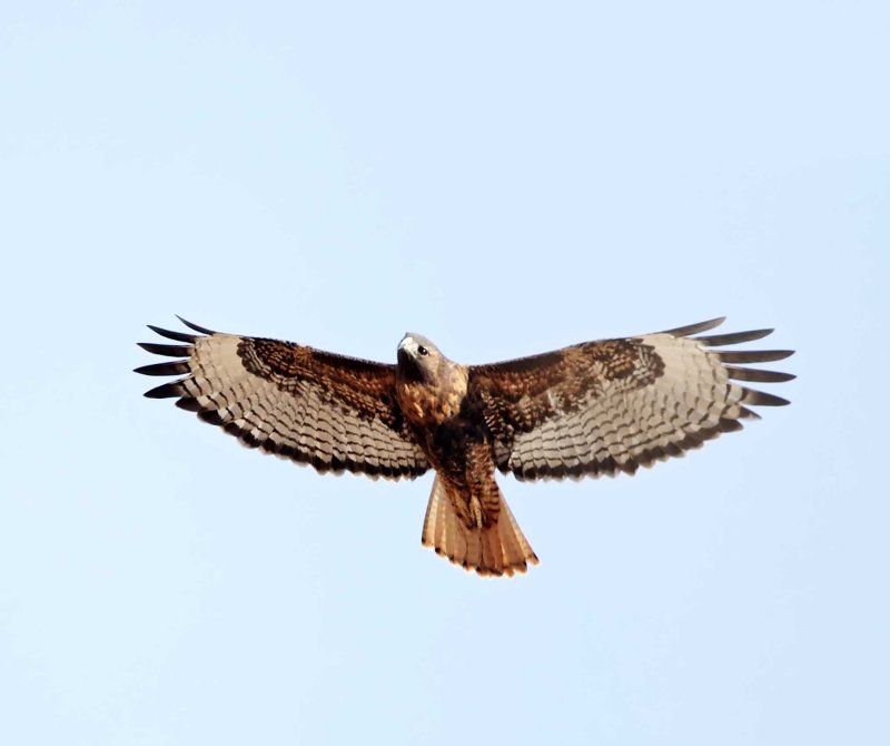 Red-tailed Hawk - rufous morph_3631.jpg