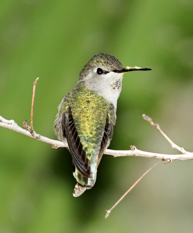 Costas Hummingbird  - juvenile male_4033.jpg