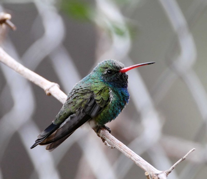 Broad-billed Hummingbird_3845.jpg