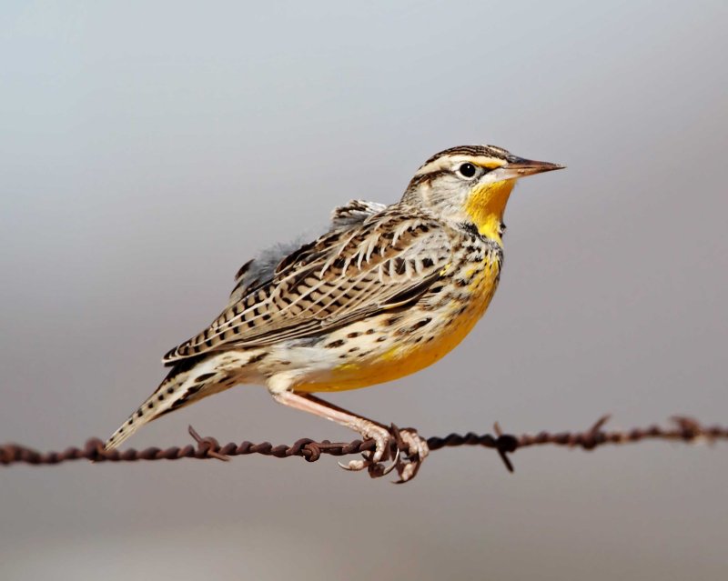 Western Meadowlark_3489.jpg