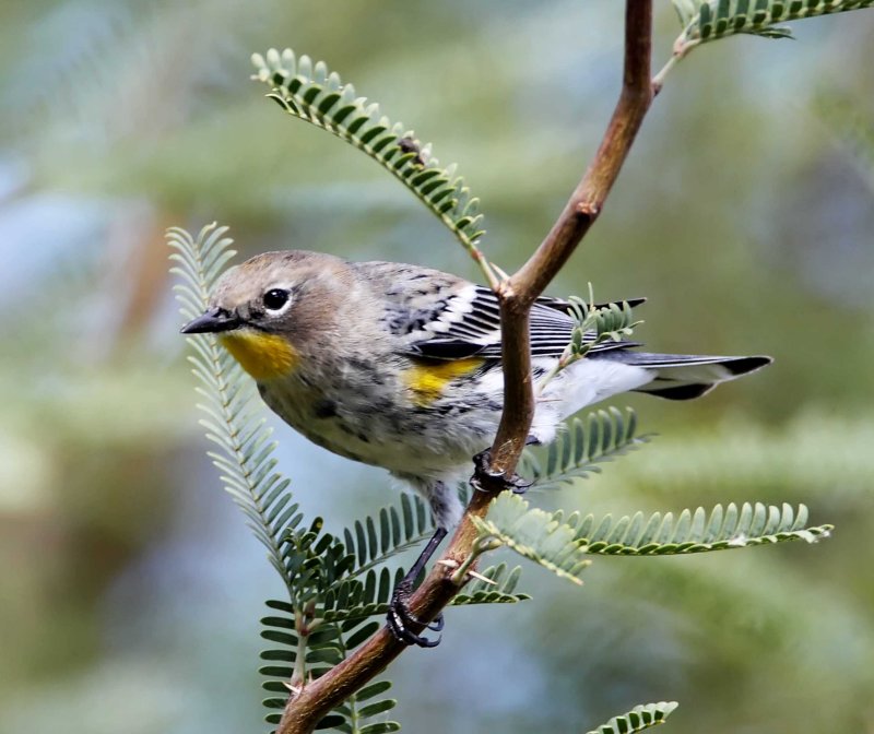Yellow-rumped Warbler - Audubons_4173.jpg
