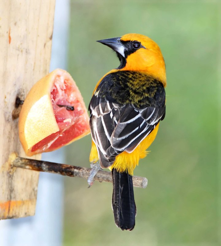 Altamira Oriole - immature_5511.jpg