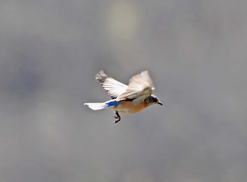 Western Bluebird - female_6043.jpg