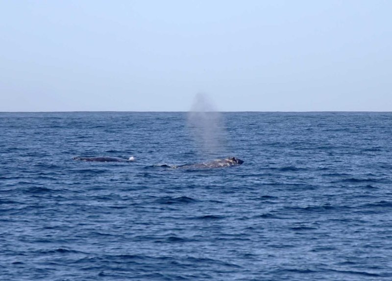 Gray Whale_2444 copy.jpg