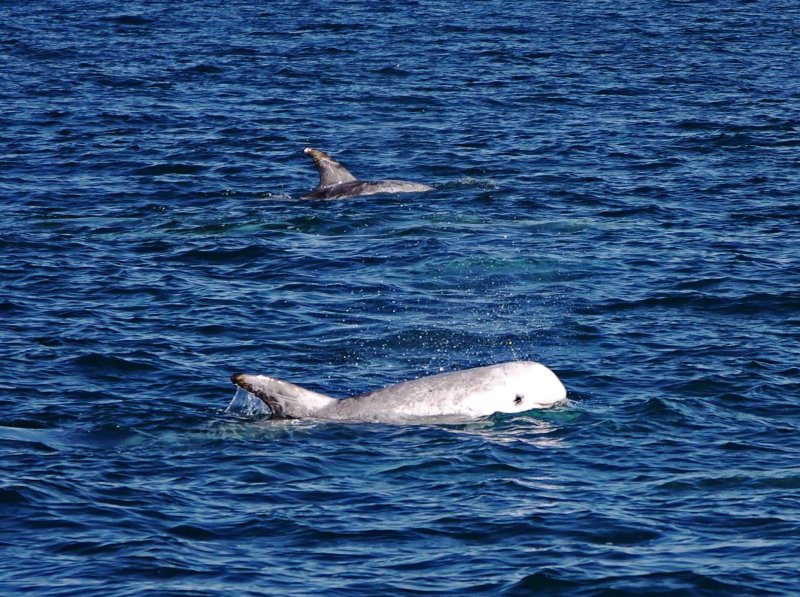 Rissos Dolphin_2381 copy.jpg