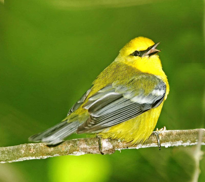 Blue-winged Warbler_6398.jpg