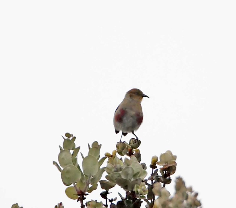 Apapane - juvenile_8694.jpg
