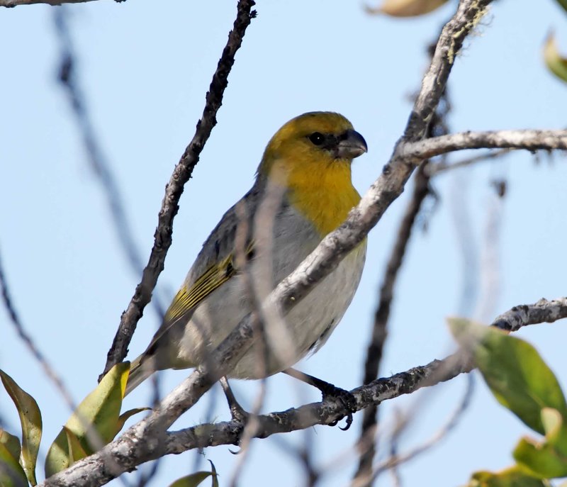 Palila_8412.jpg