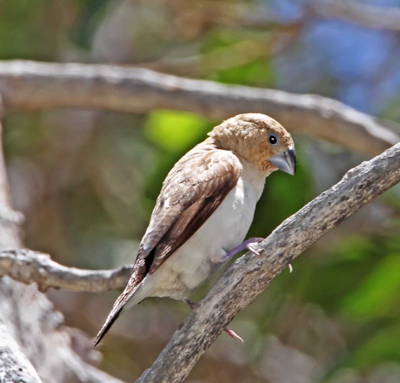 African Silverbill_7708.jpg