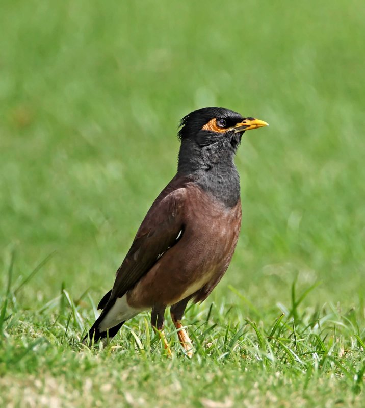Common Mynah_6714.jpg
