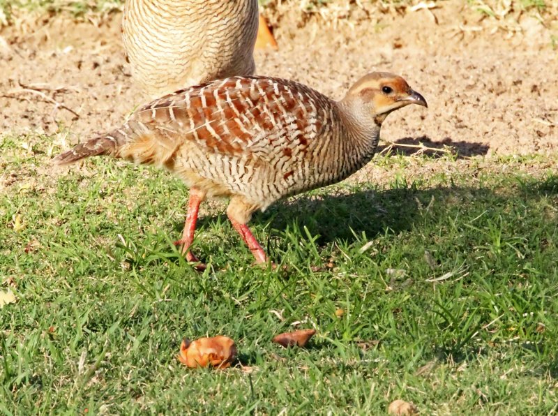 Gray Francolin_6925.jpg