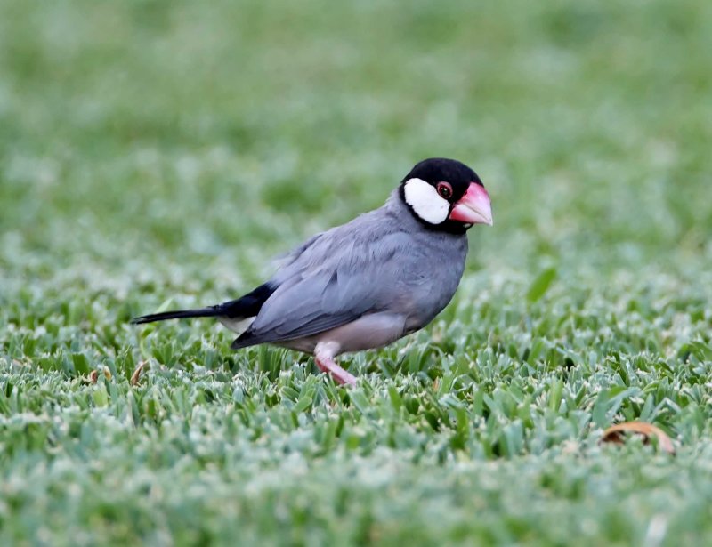 Java Sparrow - adult_8034.jpg
