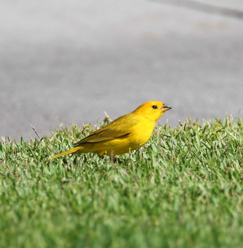 Saffron Finch - female_6637.jpg