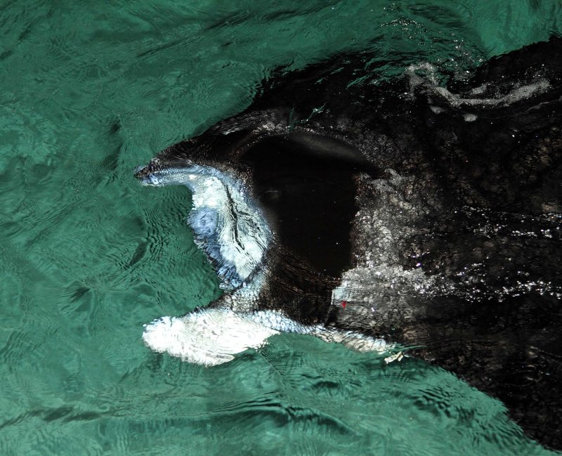 Manta Ray_8297.jpg