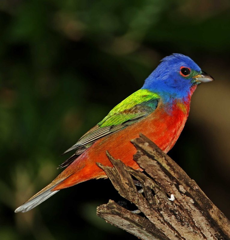 Painted Bunting_9324.jpg