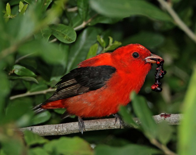 Scarlet Tanager_9214.jpg