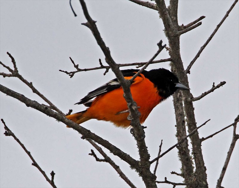 Baltimore Oriole - male_9240.jpg