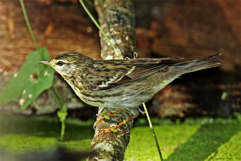 Blackpoll Warbler - female_9410.jpg