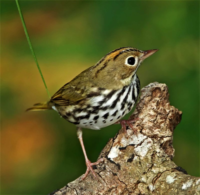 Ovenbird_9419 copy.jpg