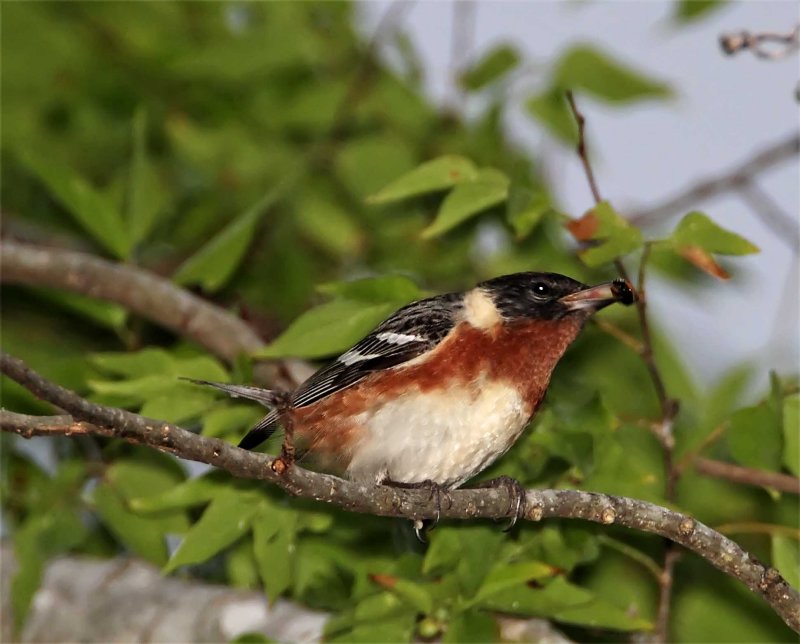 Bay-breasted Warbler - male_9538.jpg