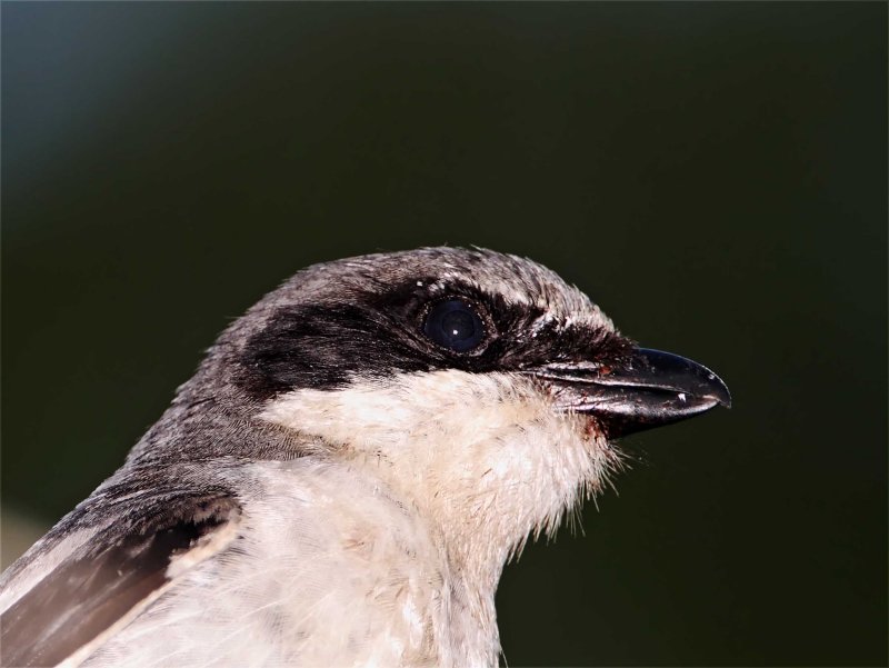 Loggerhead Shrike - detail_9494.jpg