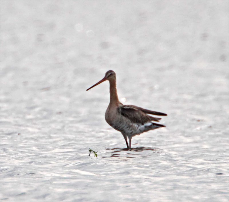Black-tailed Godwit_0812.jpg