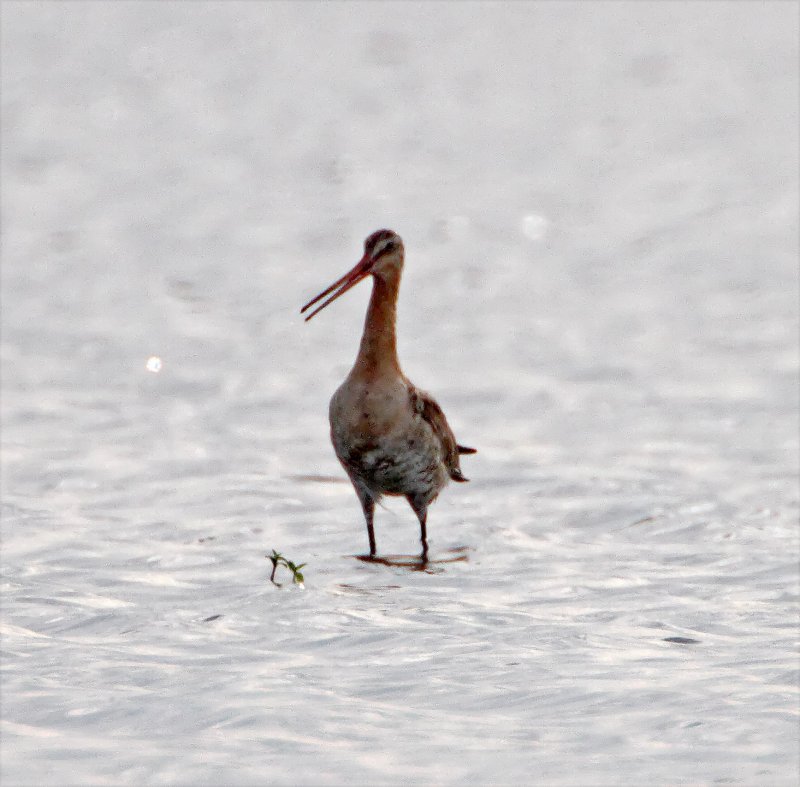 Black-tailed Godwit_0815.jpg