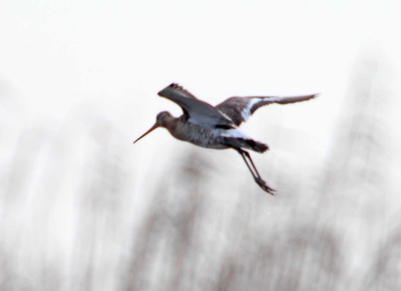 Black-tailed Godwit_0872.jpg