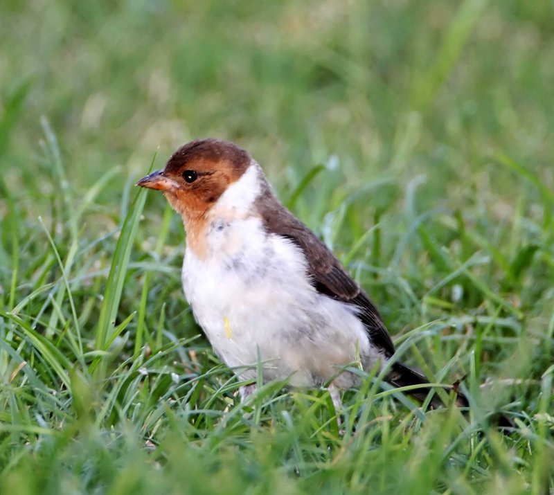 Yellow-billed Cardinal - juvenile_7518.jpg