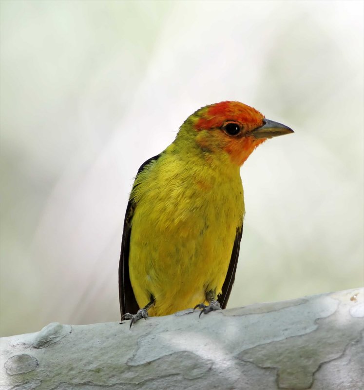 Western Tanager - male breeding_0102.jpg