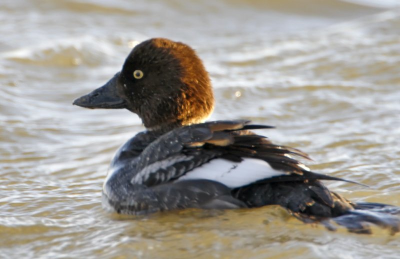 Common Goldeneye - female_9671.jpg