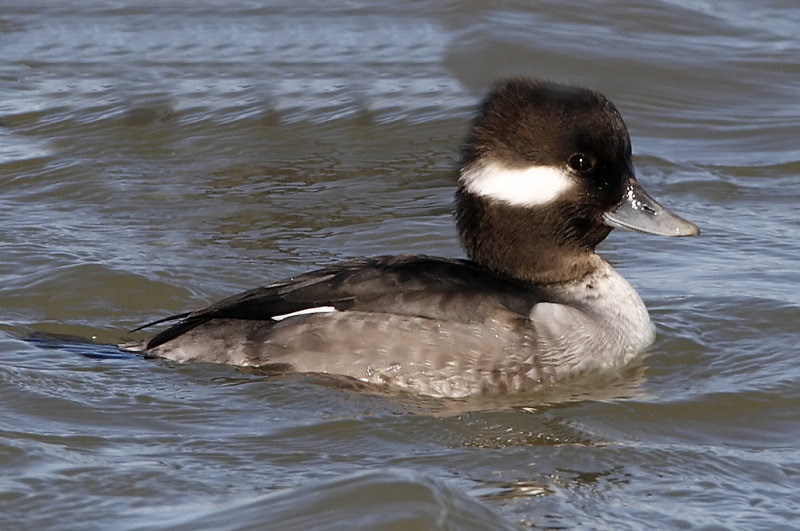 Bufflehead - female_9631.jpg