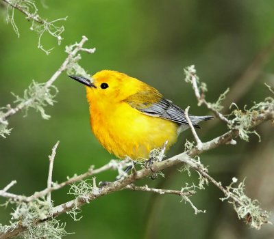 Prothonotary Warbler - male_4938.jpg