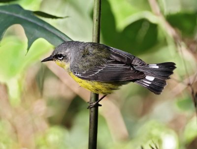 Magnolia Warbler - female breeding_0053.jpg