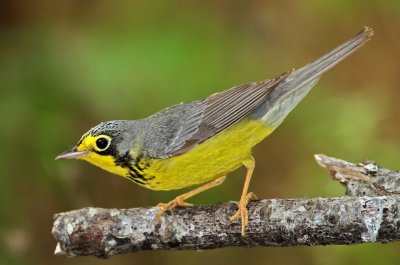 Canada Warbler - male_0383.jpg