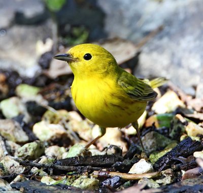 Yellow Warbler - 1st year male_9243.jpg