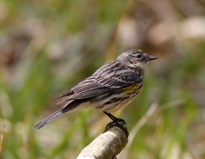 Yellow-rumped (Myrtle) Warbler - breeding female_4310.jpg