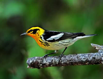 Blackburnian Warbler - male_8638.jpg